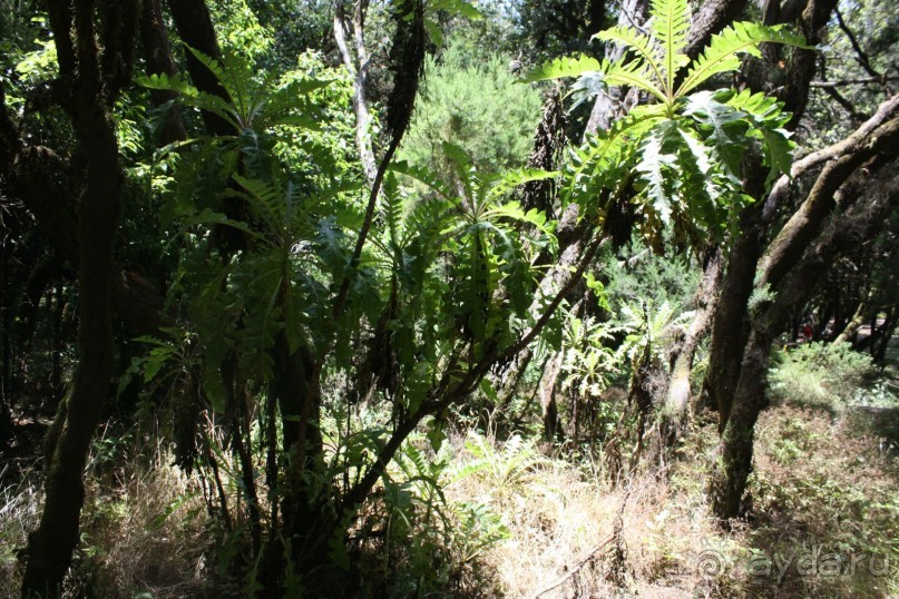 Тенерифская сказка. Часть 2. "Затерянный в мирах"