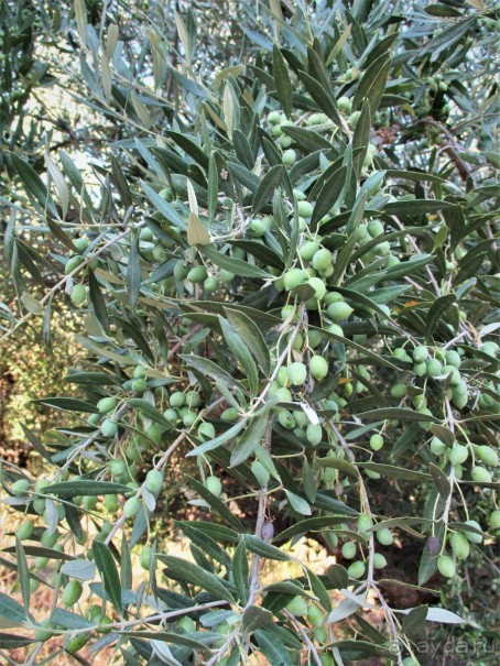 Альбом отзыва "Греческая "кругосветка". Пелопоннес. Берега моей мечты."