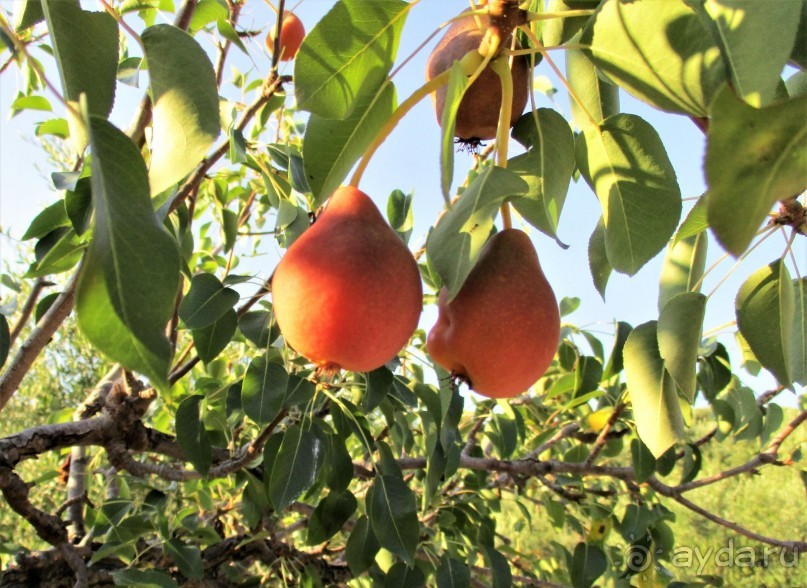 Греческая "кругосветка". Пелопоннес. Берега моей мечты.