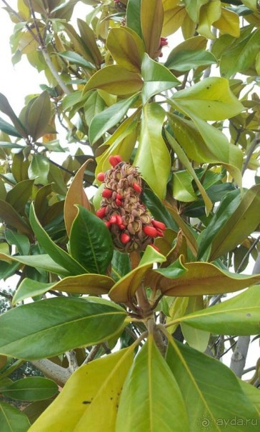 И это всё о нём. Салоники. Магия греческого города.