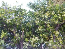 V. Афины. Источники наслаждения 