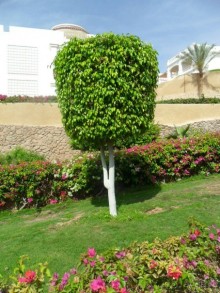 фото Continental Plaza Beach Resort