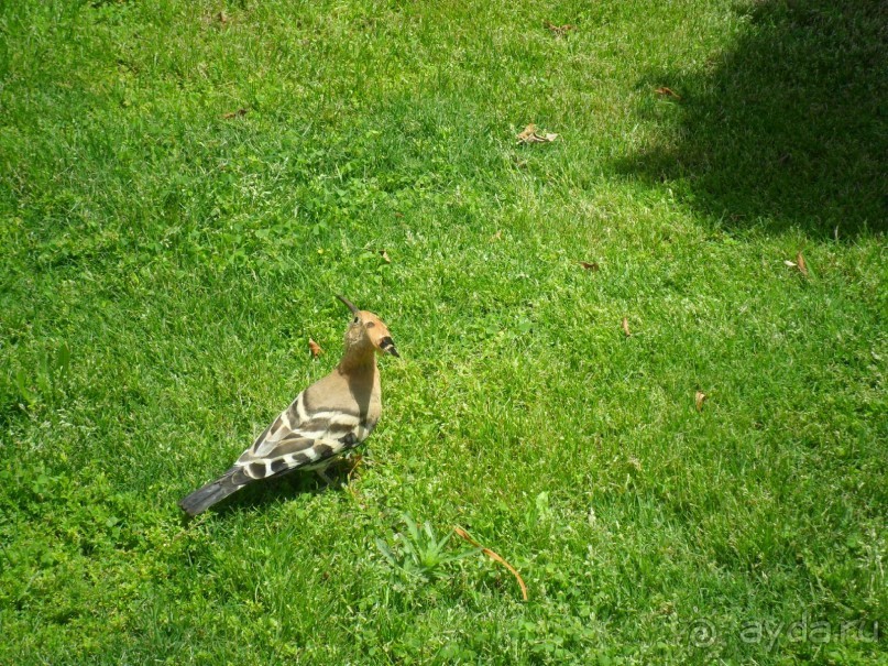 фото Continental Plaza Beach Resort