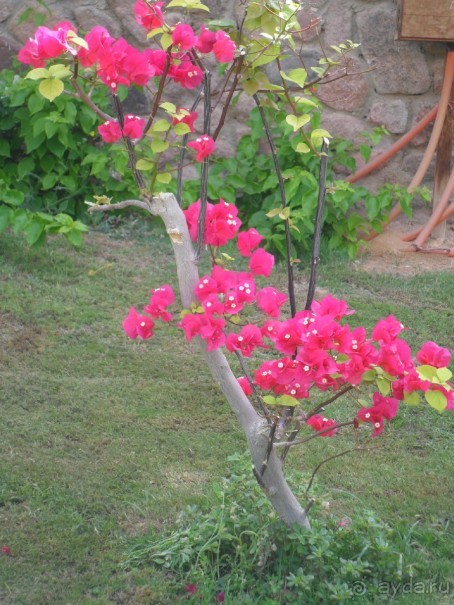 фото Continental Plaza Beach Resort