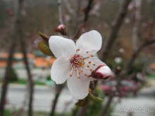 Лечение в Атомска Бане