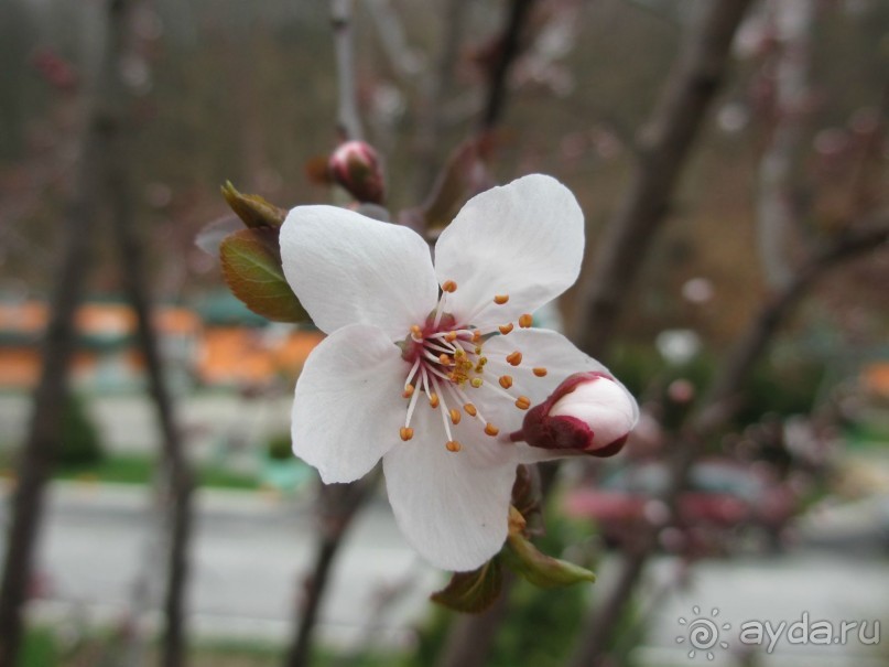 Лечение в Атомска Бане