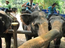 фото Coconut Village