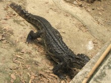 фото Coconut Village