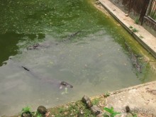 фото Coconut Village