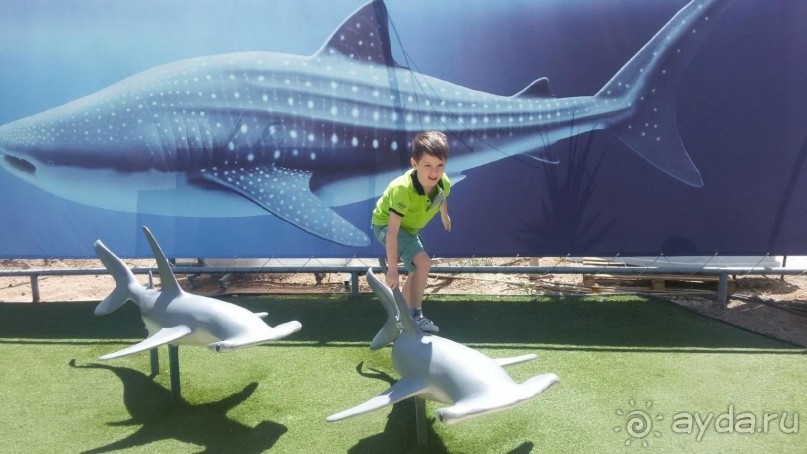 курощение акул