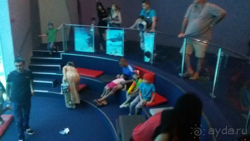 сидя на подушках можно посмотреть на акул и поесть