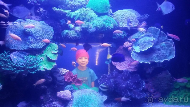 Рыбы красного моря