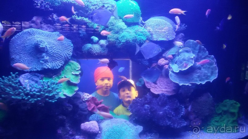Три дня с сыном в Подводном царстве в 2016.