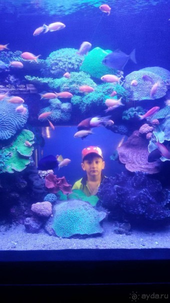 зал рыбы красного моря