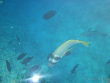 Отдых в Милиа Синай