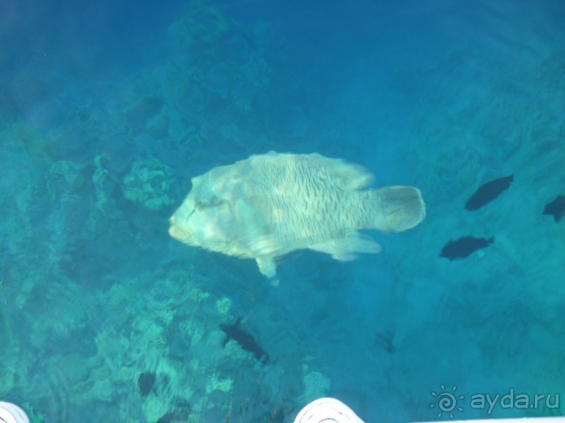 Отдых в Милиа Синай