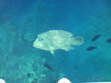 Отдых в Милиа Синай