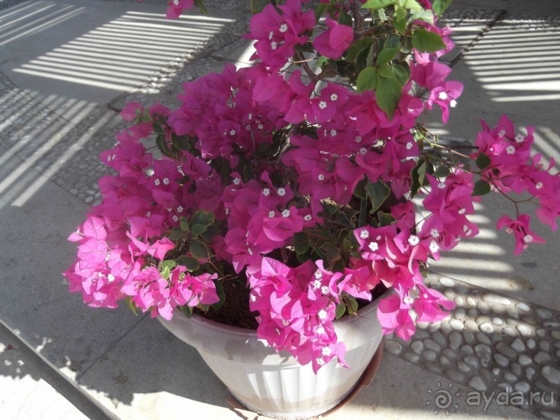 Отдых в Милиа Синай