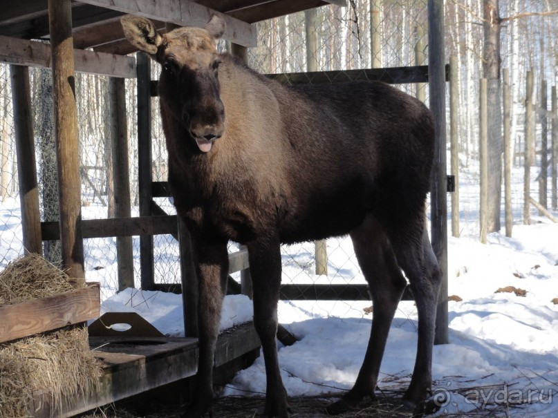 Финляндия в апреле- сказочная Северная Карелия
