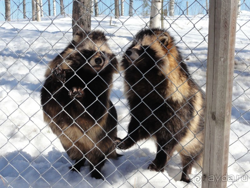 Финляндия в апреле- сказочная Северная Карелия