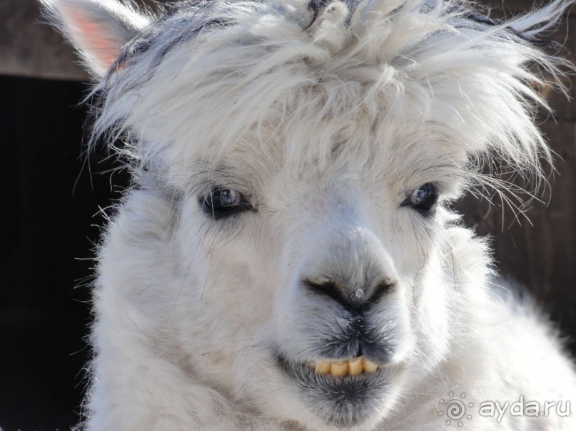 Финляндия в апреле- сказочная Северная Карелия