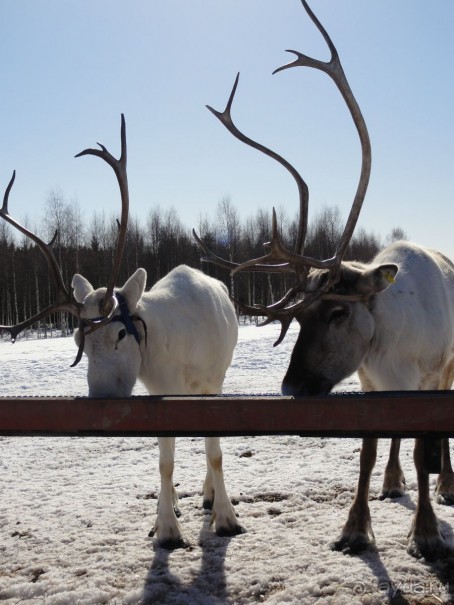 Финляндия в апреле- сказочная Северная Карелия