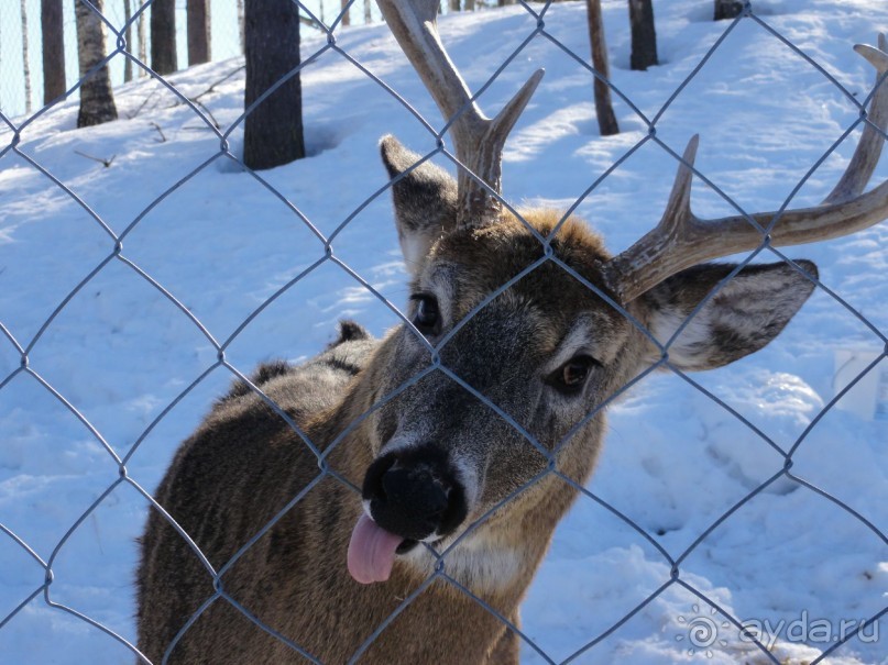 Финляндия в апреле- сказочная Северная Карелия