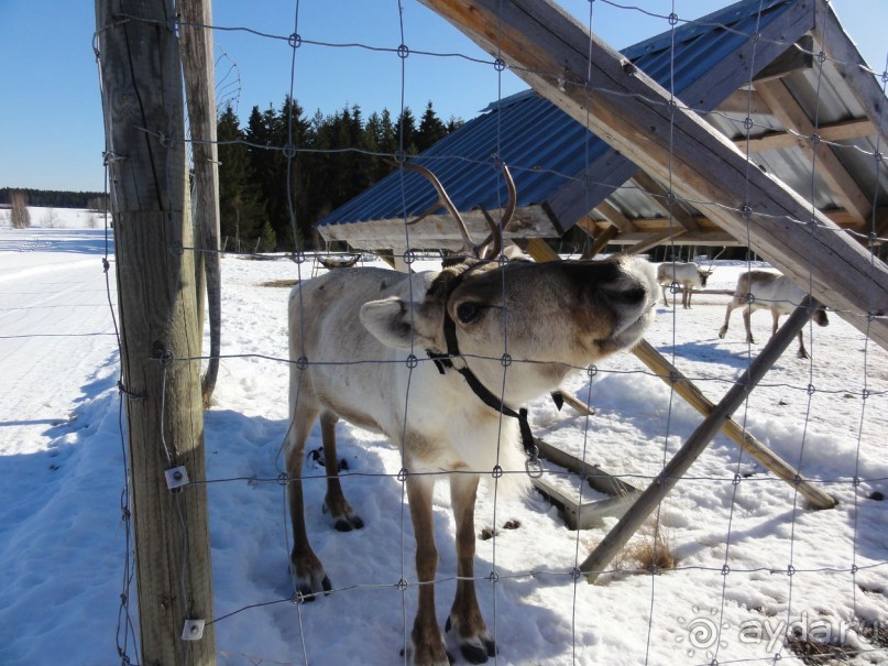 Финляндия в апреле- сказочная Северная Карелия