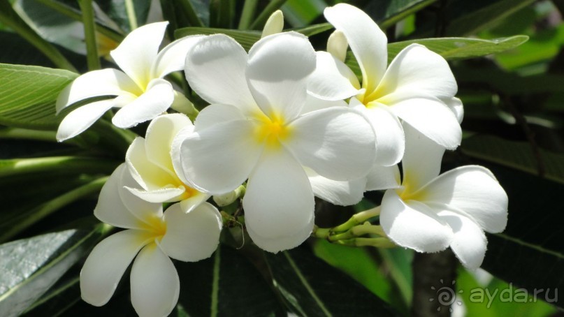 Цветет плумерия
