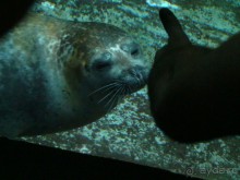 Тюлень. Аквариум. Генуя.