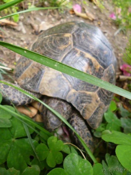 фото Solim Hotel