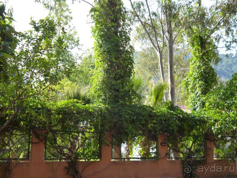 фото La Belle Creole