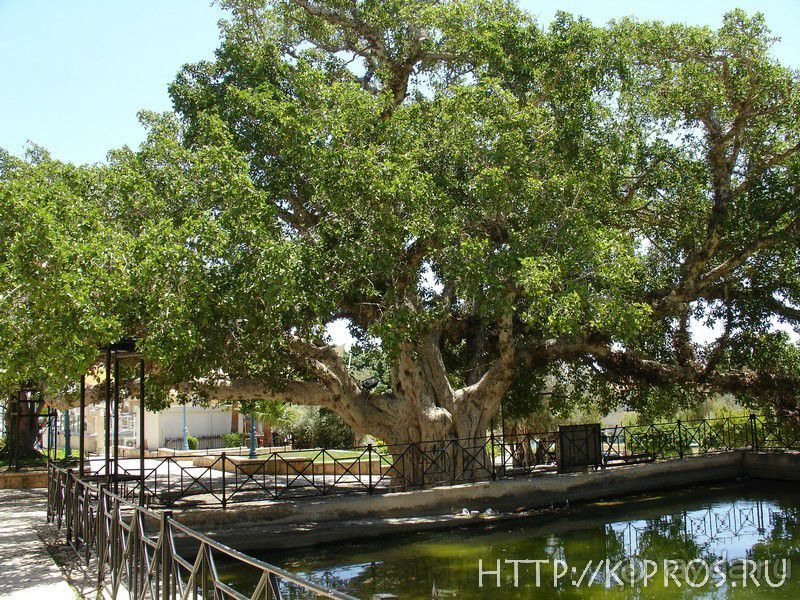 Смоковница в Айя-Напе 