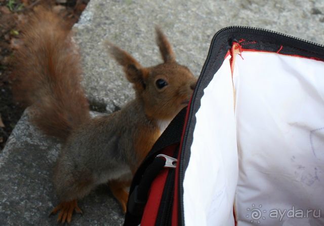 Ваш Гид  в Стокгольме на автомобиле