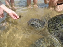 Устроило всё