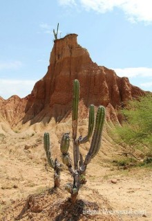 Альбом отзыва "Пустыня Татакоа. Красная пустыня."