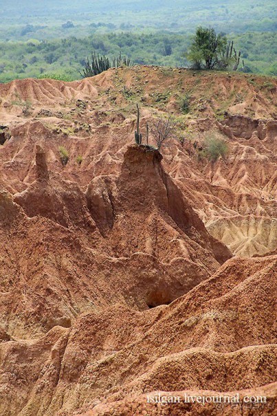 Альбом отзыва "Пустыня Татакоа. Красная пустыня."