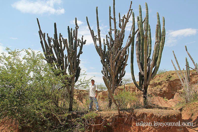 Альбом отзыва "Пустыня Татакоа. Красная пустыня."