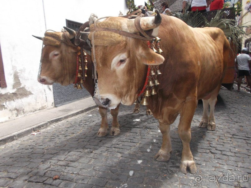 Такой разный Тенерифе