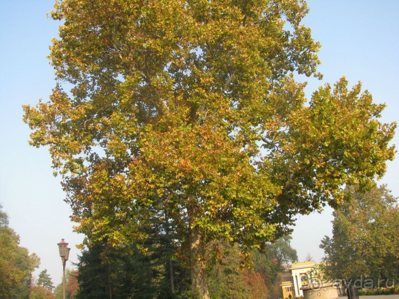 Сербия  окт 2012