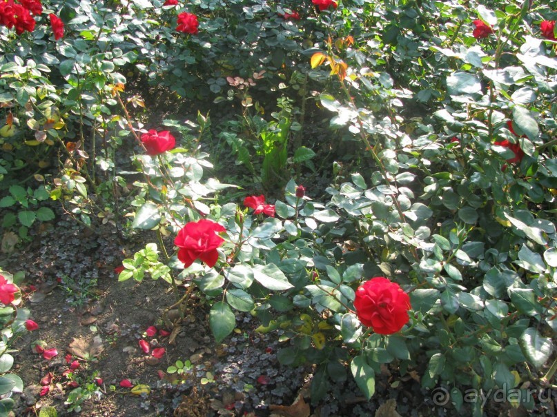 Знакомство с курортами  Сербии.