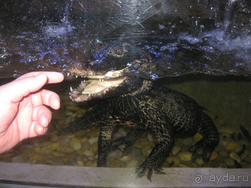 Дубай-Молл.Это живой крокодильчик.