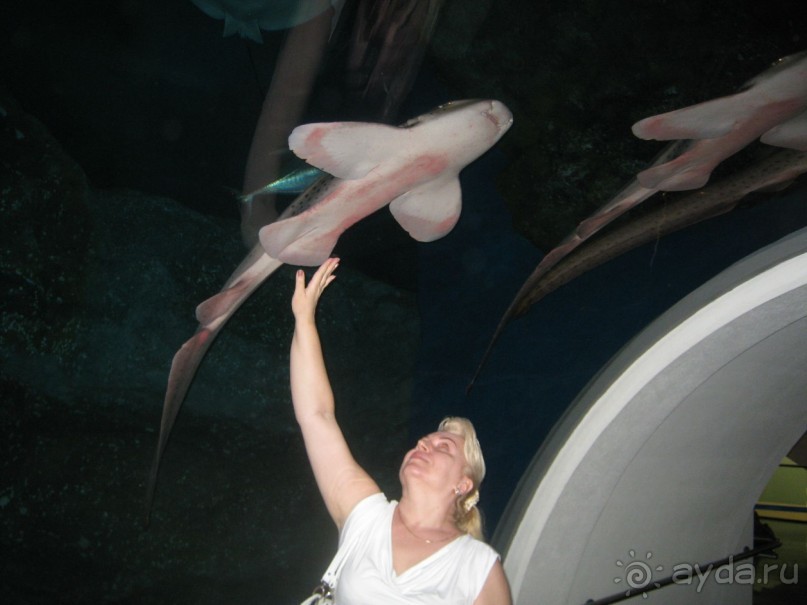 Дубай- Молл. Аквариум.