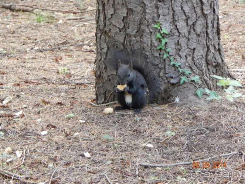 Во время прогулок кормили белок