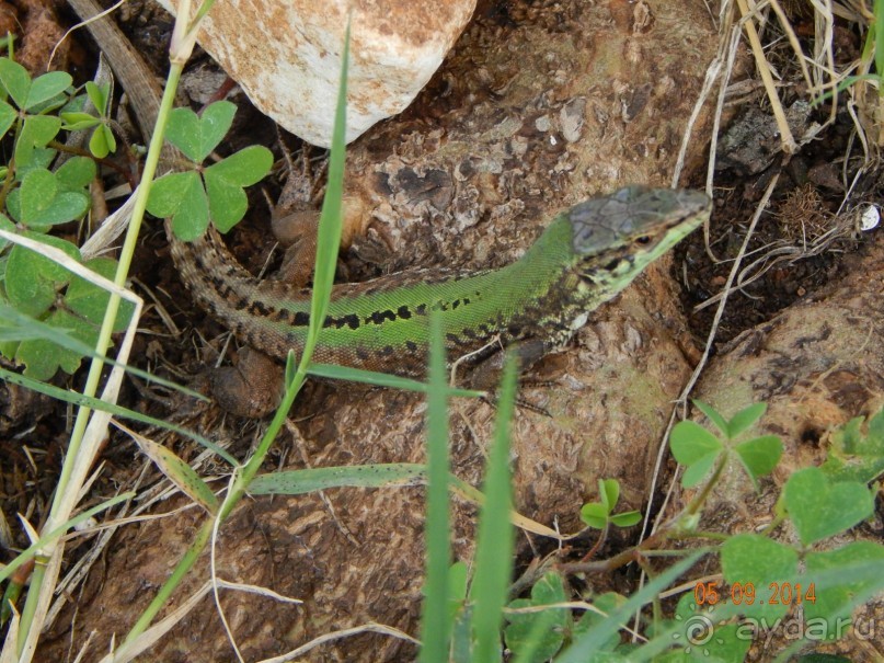 На  пляже много красивых ящерок