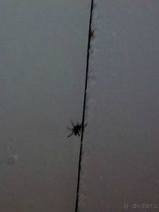 Вот такой гость встречал меня поутру в Радуге. На фото потолок моего номера