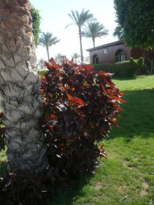 фото Florimontan