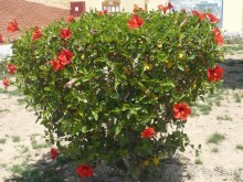 фото Florimontan