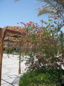 фото Florimontan