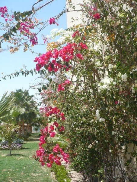 фото Florimontan